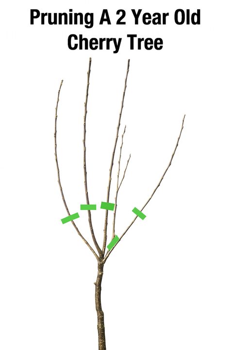 Formative pruning a 2–4 year old tree